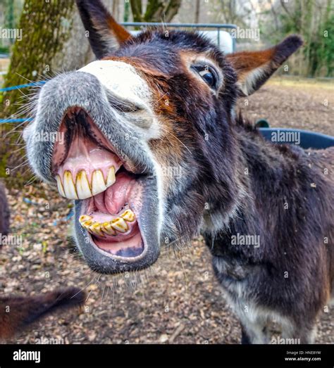 pictures of donkeys smiling